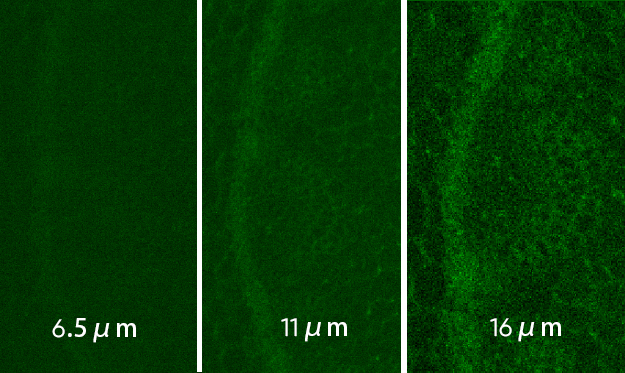 16μm Large Image / Back-illuminated sCMOS