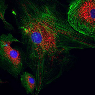 fluorescence imaging